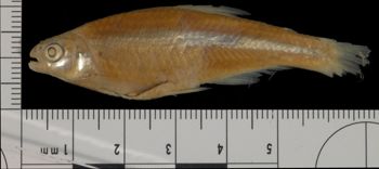 Media type: image; Ichthyology 31563